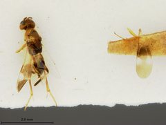 Ericydnus maculipennis by the Smithsonian. Used under a CC0 license.