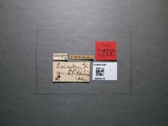 Ericydnus maculipennis by the Smithsonian. Used under a CC0 license.