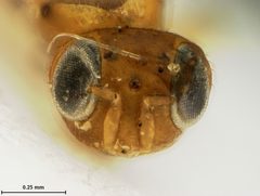 Ericydnus maculipennis by the Smithsonian. Used under a CC0 license.