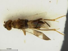 Ericydnus maculipennis by the Smithsonian. Used under a CC0 license.