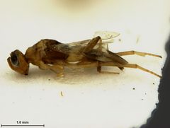 Ericydnus maculipennis by the Smithsonian. Used under a CC0 license.