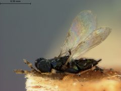 Habrolepis cyanea by the Smithsonian. Used under a CC0 license.