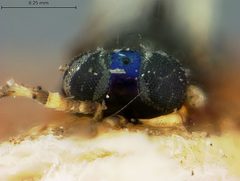 Habrolepis cyanea by the Smithsonian. Used under a CC0 license.