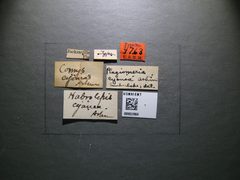 Habrolepis cyanea by the Smithsonian. Used under a CC0 license.