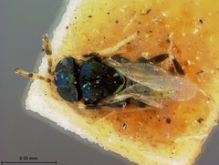 Habrolepis cyanea by the Smithsonian. Used under a CC0 license.