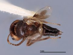 Hexacladia leptoglossi by the Smithsonian. Used under a CC0 license.