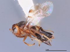 Hexacladia leptoglossi by the Smithsonian. Used under a CC0 license.