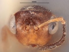 Hexacladia leptoglossi by the Smithsonian. Used under a CC0 license.