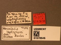Hexacladia leptoglossi by the Smithsonian. Used under a CC0 license.