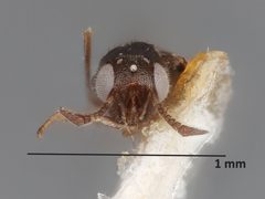 Holcencyrtus calypso by the Smithsonian. Used under a CC0 license.