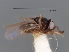 Holcencyrtus calypso by the Smithsonian. Used under a CC0 license.