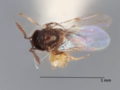 Holcencyrtus calypso by the Smithsonian. Used under a CC0 license.