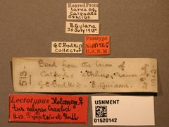 Holcencyrtus calypso by the Smithsonian. Used under a CC0 license.