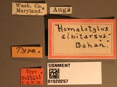 Homalotylus albitarsus by the Smithsonian. Used under a CC0 license.