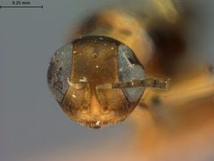 Homalotylus bifasciatus by the Smithsonian. Used under a CC0 license.