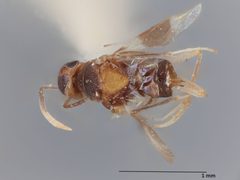 Homalotylus mundus by the Smithsonian. Used under a CC0 license.