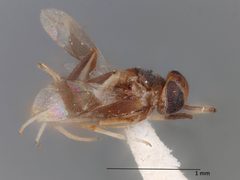 Homalotylus mundus by the Smithsonian. Used under a CC0 license.