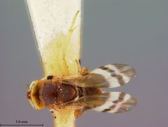 Microterys cincticornis by the Smithsonian. Used under a CC0 license.