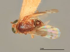 Microterys speciosissimus by the Smithsonian. Used under a CC0 license.
