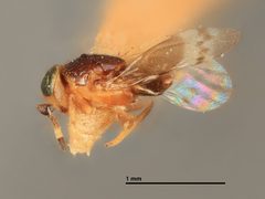 Microterys speciosissimus by the Smithsonian. Used under a CC0 license.