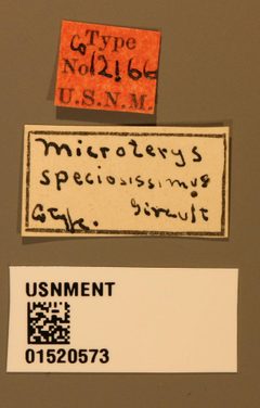 Microterys speciosissimus by the Smithsonian. Used under a CC0 license.