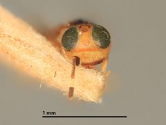 Microterys speciosissimus by the Smithsonian. Used under a CC0 license.