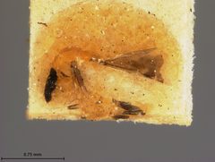 Mira longipennis by the Smithsonian. Used under a CC0 license.