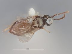 Ooencyrtus anabrivorus by the Smithsonian. Used under a CC0 license.
