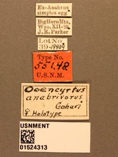 Ooencyrtus anabrivorus by the Smithsonian. Used under a CC0 license.