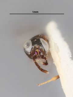 Ooencyrtus anabrivorus by the Smithsonian. Used under a CC0 license.