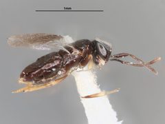 Ooencyrtus anabrivorus by the Smithsonian. Used under a CC0 license.