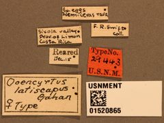 Ooencyrtus latiscapus by the Smithsonian. Used under a CC0 license.