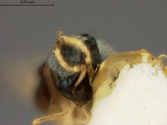 Ooencyrtus papilionis by the Smithsonian. Used under a CC0 license.