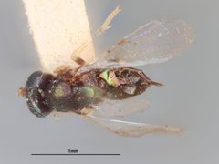 Psyllaephagus arbuticola by the Smithsonian. Used under a CC0 license.