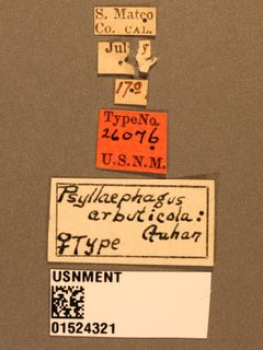 Psyllaephagus arbuticola by the Smithsonian. Used under a CC0 license.