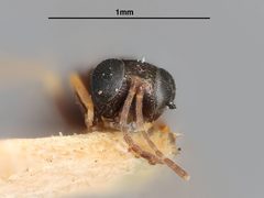 Psyllaephagus arbuticola by the Smithsonian. Used under a CC0 license.