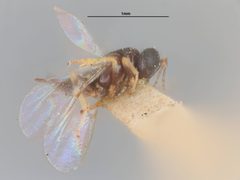 Psyllaephagus arbuticola by the Smithsonian. Used under a CC0 license.