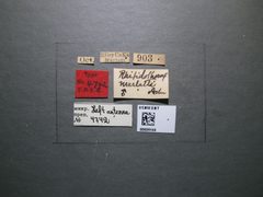 Rhytidothorax marlatti by the Smithsonian. Used under a CC0 license.