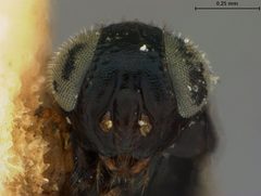 Rhytidothorax marlatti by the Smithsonian. Used under a CC0 license.
