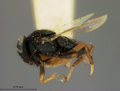 Rhytidothorax marlatti by the Smithsonian. Used under a CC0 license.