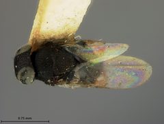 Rhytidothorax marlatti by the Smithsonian. Used under a CC0 license.