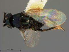 Syrphophagus nigrocyaneus by the Smithsonian. Used under a CC0 license.