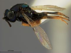 Syrphophagus nigrocyaneus by the Smithsonian. Used under a CC0 license.