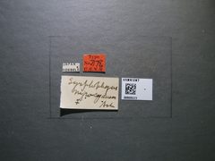 Syrphophagus nigrocyaneus by the Smithsonian. Used under a CC0 license.