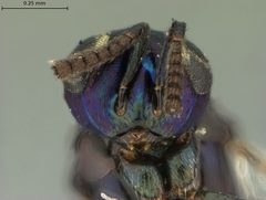 Syrphophagus nigrocyaneus by the Smithsonian. Used under a CC0 license.