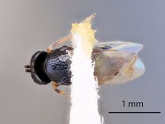 Syrphophagus smithi by the Smithsonian. Used under a CC0 license.