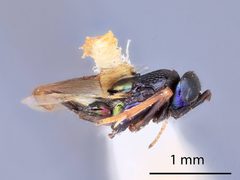Syrphophagus smithi by the Smithsonian. Used under a CC0 license.