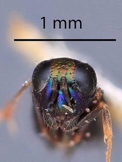 Syrphophagus smithi by the Smithsonian. Used under a CC0 license.