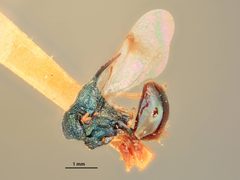 Kapala fasciatipennis by the Smithsonian. Used under a CC0 license.