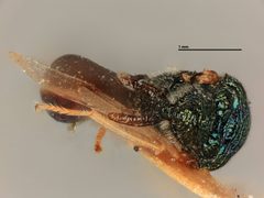 Kapala fasciatipennis by the Smithsonian. Used under a CC0 license.
